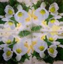 220 Christmas Flowers - 3-ply - Paw
